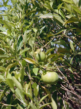 Load image into Gallery viewer, Body lotion: Bergamot / Patchouli