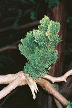 Load image into Gallery viewer, Scented Candle: Hinoki
